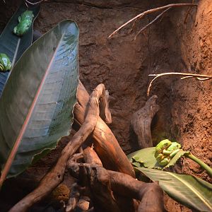 Mexican Leaf Frogs