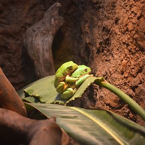 Mexican Leaf Frogs