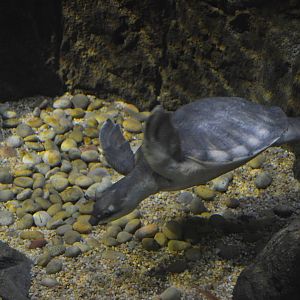 Fly River Turtle