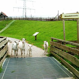 Saanen Goat Welcoming Party at Dierenrijk, 31/05/12