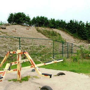 Ibex Exhibit at Dierenrijk, 31/05/12