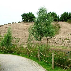 Ibex Exhibit at Dierenrijk, 31/05/12