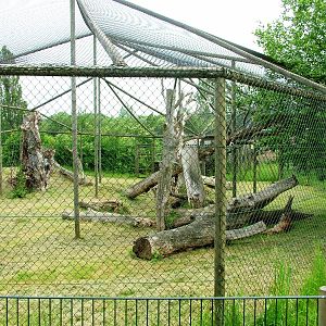 European Lynx Exhibit at Dierenrijk, 31/05/12