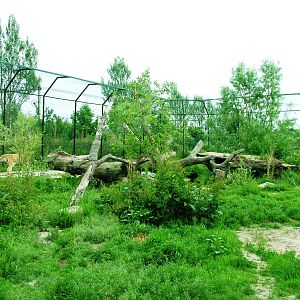 Tiger Exhibit at Dierenrijk, 31/05/12