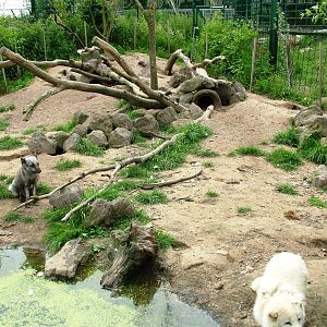 Arctic Fox Exhibit at Dierenrijk, 31/05/12