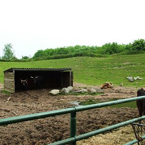 Reindeer/'Aurochs' Paddock at Dierenrijk, 31/05/12