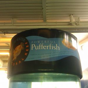 Pufferfish sign on top of the tank