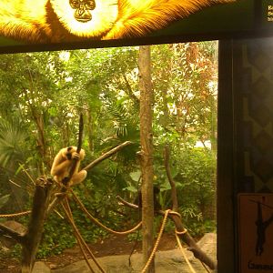 White Cheeked Gibbon Exhibit