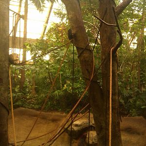 Black Howler Monkey Exhibit