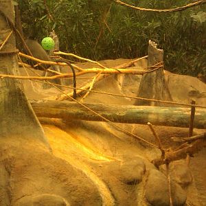 Blue Monkey/Mandrill Exhibit