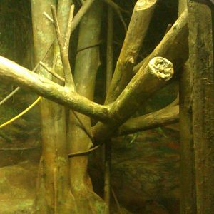 indoor Orangutan Exhibit