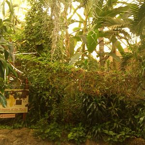 Inside the Tropical Forest Building