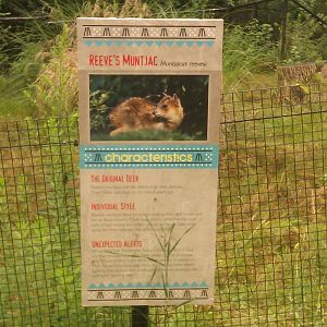 New Reeves Muntjac Sign