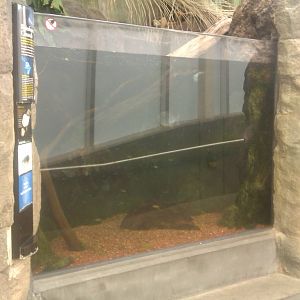 Red-Bellied Piranha Exhibit