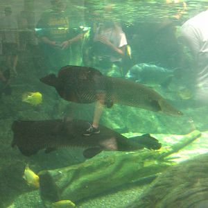 2 young Arapaima fish