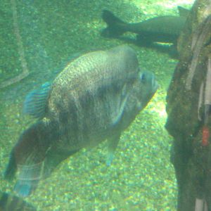 cool looking fish in Freshwater amazon Tank