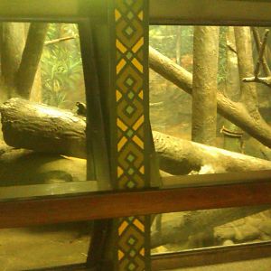 Indoor Gorilla Exhibit