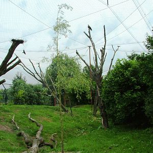 Walkthrough Aviary at Dierenrijk, 31/05/12
