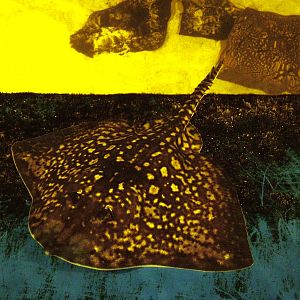 Thornback Ray at Dierenrijk, 31/05/12