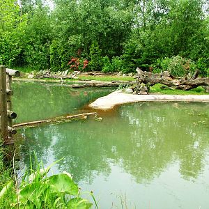 Beaver Exhibit at Dierenrijk, 31/05/12