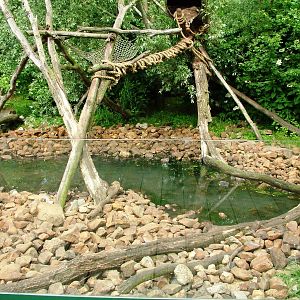 Raccoon Exhibit at Dierenrijk, 31/05/12