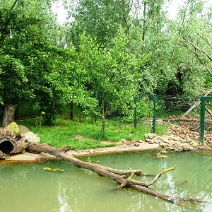 Otter Exhibit at Dierenrijk, 31/05/12