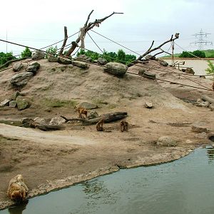 Barbary Macaque Exhibit at Dierenrijk, 31/05/12