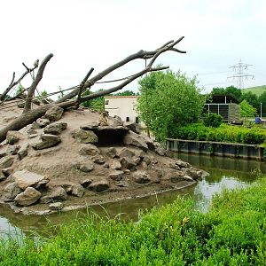 Barbary Macaque Exhibit at Dierenrijk, 31/05/12