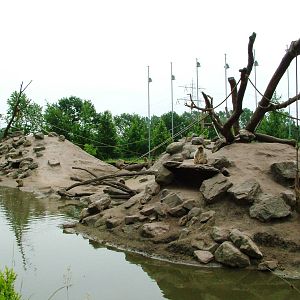 Barbary Macaque Exhibit at Dierenrijk, 31/05/12