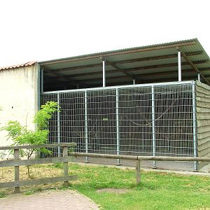 Barbary Macaque Exhibit at Dierenrijk, 31/05/12