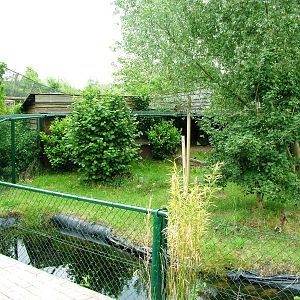 Pallas' Cat Exhibit at Dierenrijk, 31/05/12