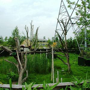 Red Panda Exhibit at Dierenrijk, 31/05/12