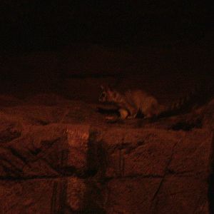 Northern Cacomistle at Burgers Zoo Arnhem, 30/05/12