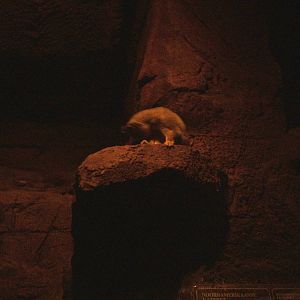 Northern Cacomistle at Burgers Zoo Arnhem, 30/05/12