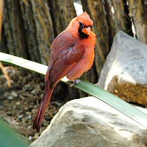 Northern Cardinal at Burgers Zoo Arnhem, 30/05/12