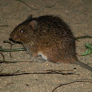 Hispid Cotton Rat at Burgers Zoo Arnhem, 30/05/12