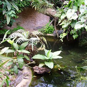 Caiman Exhibit at Burgers Zoo Arnhem, 30/05/12