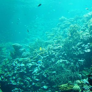 Reef Tank at Burgers Zoo Arnhem, 30/05/12