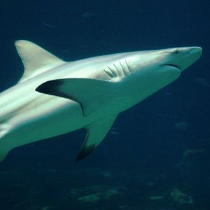 Blacktip Shark at Burgers Zoo Arnhem, 30/05/12
