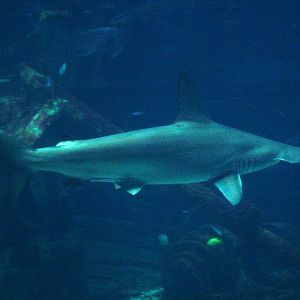 Scalloped Hammerhead at Burgers Zoo Arnhem, 30/05/12