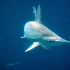 Scalloped Hammerhead at Burgers Zoo Arnhem, 30/05/12