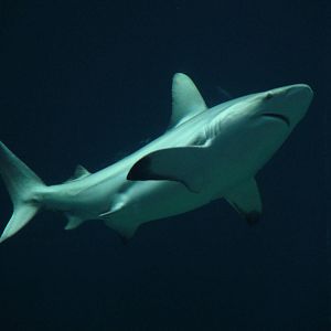Blacktip Shark at Burgers Zoo Arnhem, 30/05/12