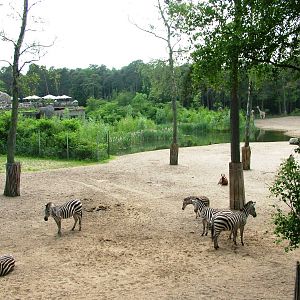 Burgers Safari at Burgers Zoo Arnhem, 30/05/12