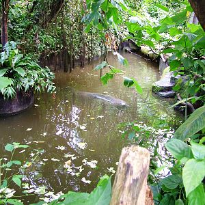 Manatee Pool at Burgers Zoo Arnhem, 30/05/12