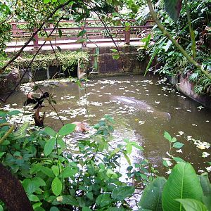 Manatee Pool at Burgers Zoo Arnhem, 30/05/12