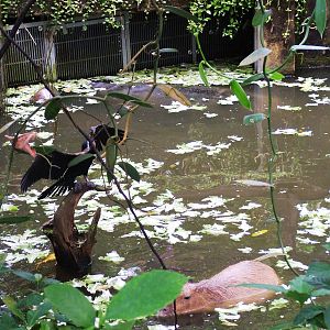 Manatee, Darter, Capybara at Burgers Zoo Arnhem, 30/05/12