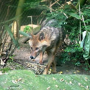 European Golden Jackal at Burgers Zoo Arnhem, 30/05/12
