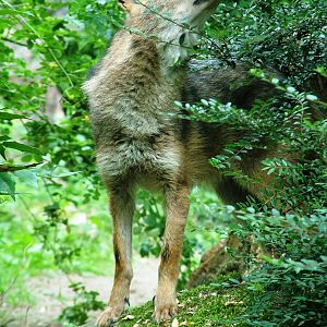 European Golden Jackal at Burgers Zoo Arnhem, 30/05/12