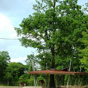 Rimba at Burgers Zoo Arnhem, 30/05/12