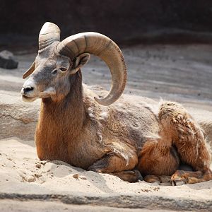 Californian Bighorn Sheep at Burgers Zoo Arnhem, 30/05/12